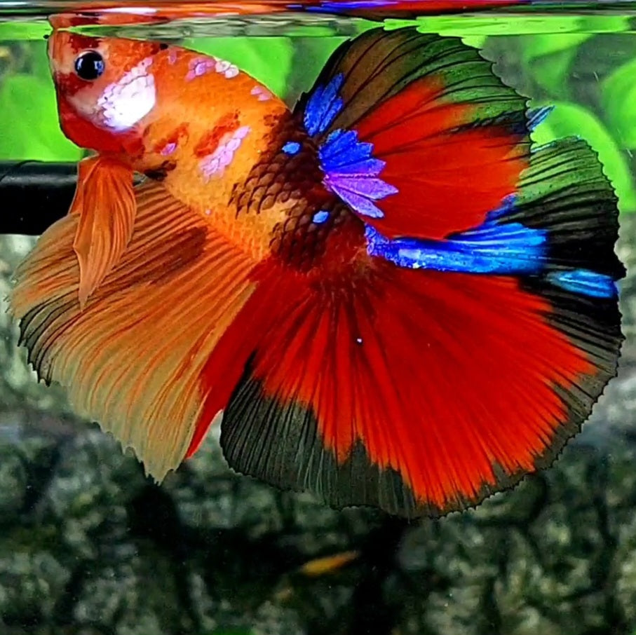 Multicolor Candy Galaxy Halfmoon Male