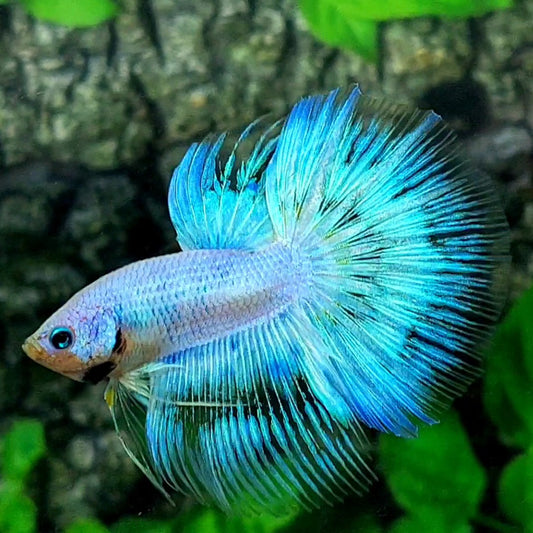 Fancy Skyblue Halfmoon Male