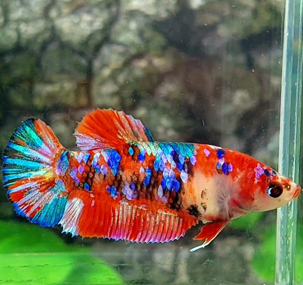 Multicolor Galaxy HMPK Female For Sorority / Breed