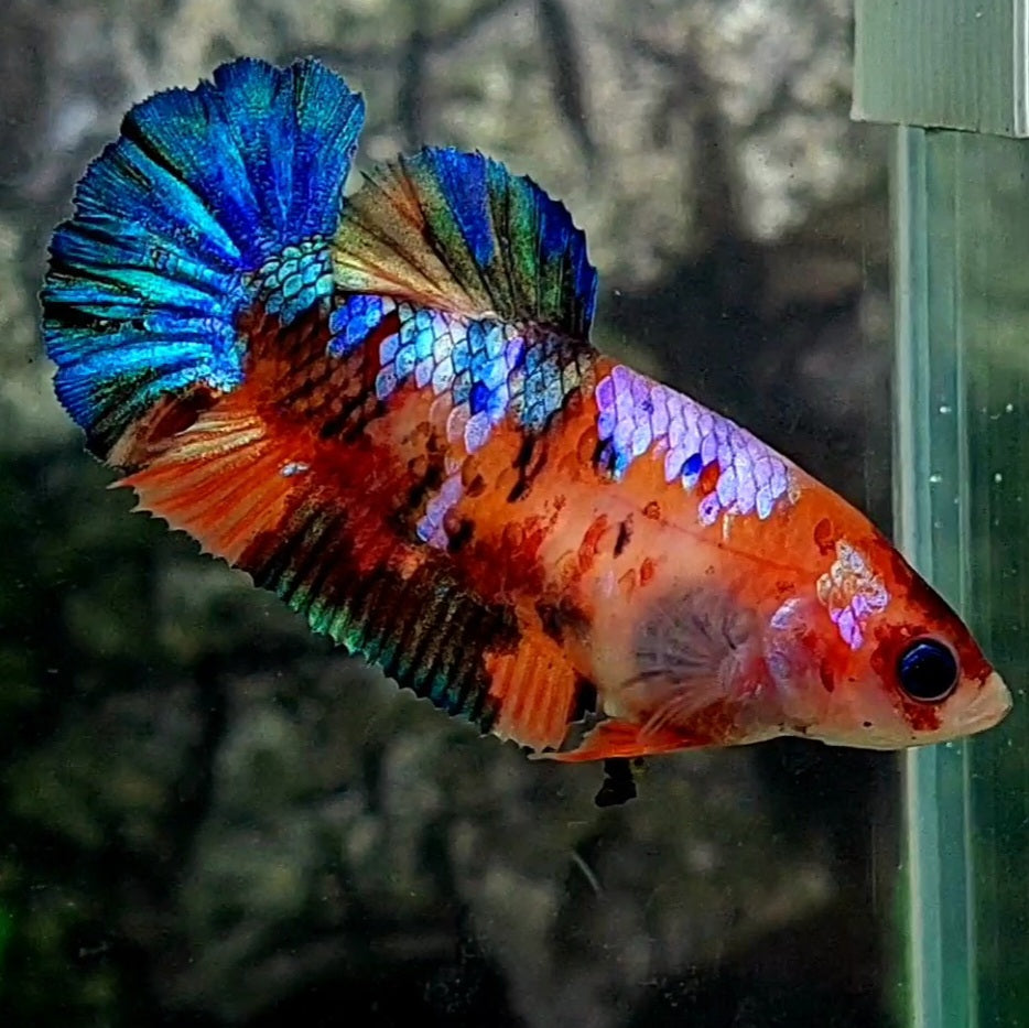 Multicolor Galaxy HMPK Female For Sorority / Breed