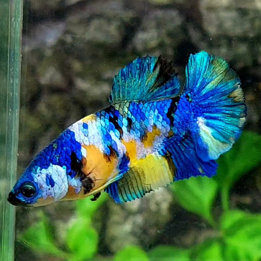 Yellow Blue Galaxy HMPK Female For Sorority / Breed