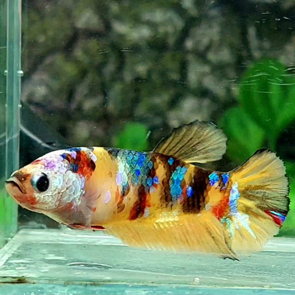 Multicolor Yellowbase Galaxy HMPK Female For Sorority / Breed 50% off