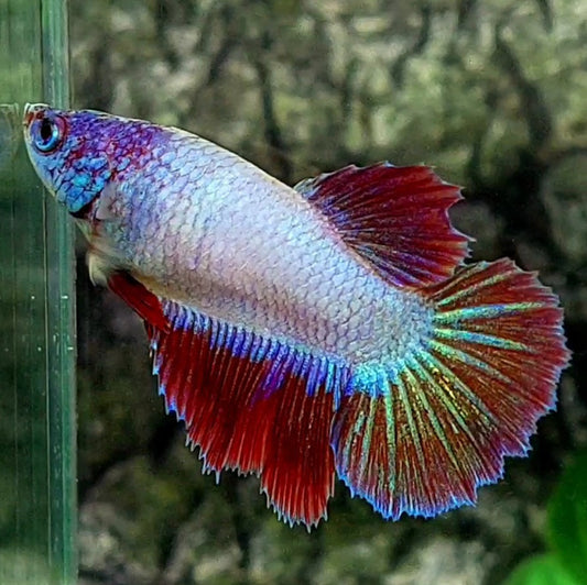 Pink Fancy Halfmoon Female For Sorority / Breed