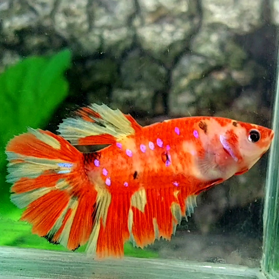 Leopard Pink Galaxy Halfmoon Female For Sorority / Breed