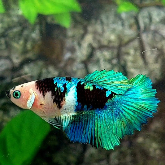 Monkey Face Black Green Koi Galaxy Halfmoon Female For Sorority / Breed