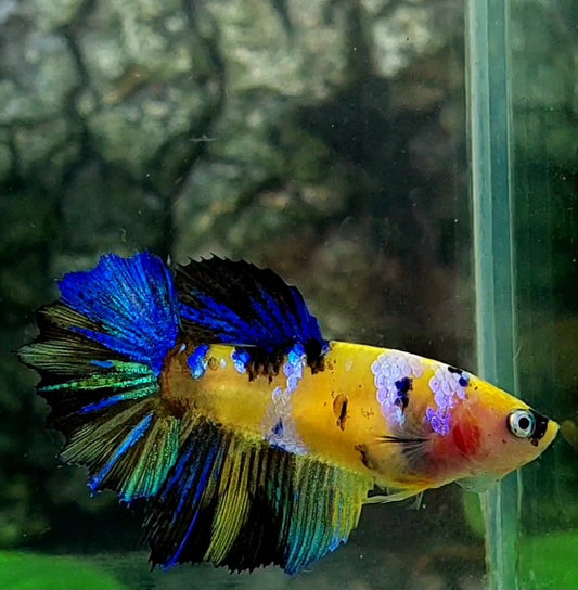 Yellow Blue Koi Galaxy Halfmoon Female For Sorority / Breed