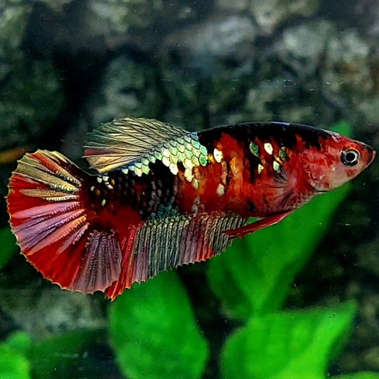 Red Tiger Copper Green Galaxy HMPK Female For Sorority / Breed