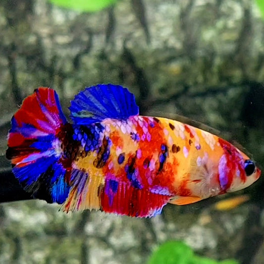 Multicolor Yellowbase Candy Galaxy HMPK Female For Sorority / Breed