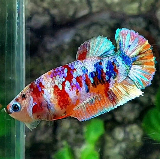 Multicolor Galaxy HMPK Female For Sorority / Breed