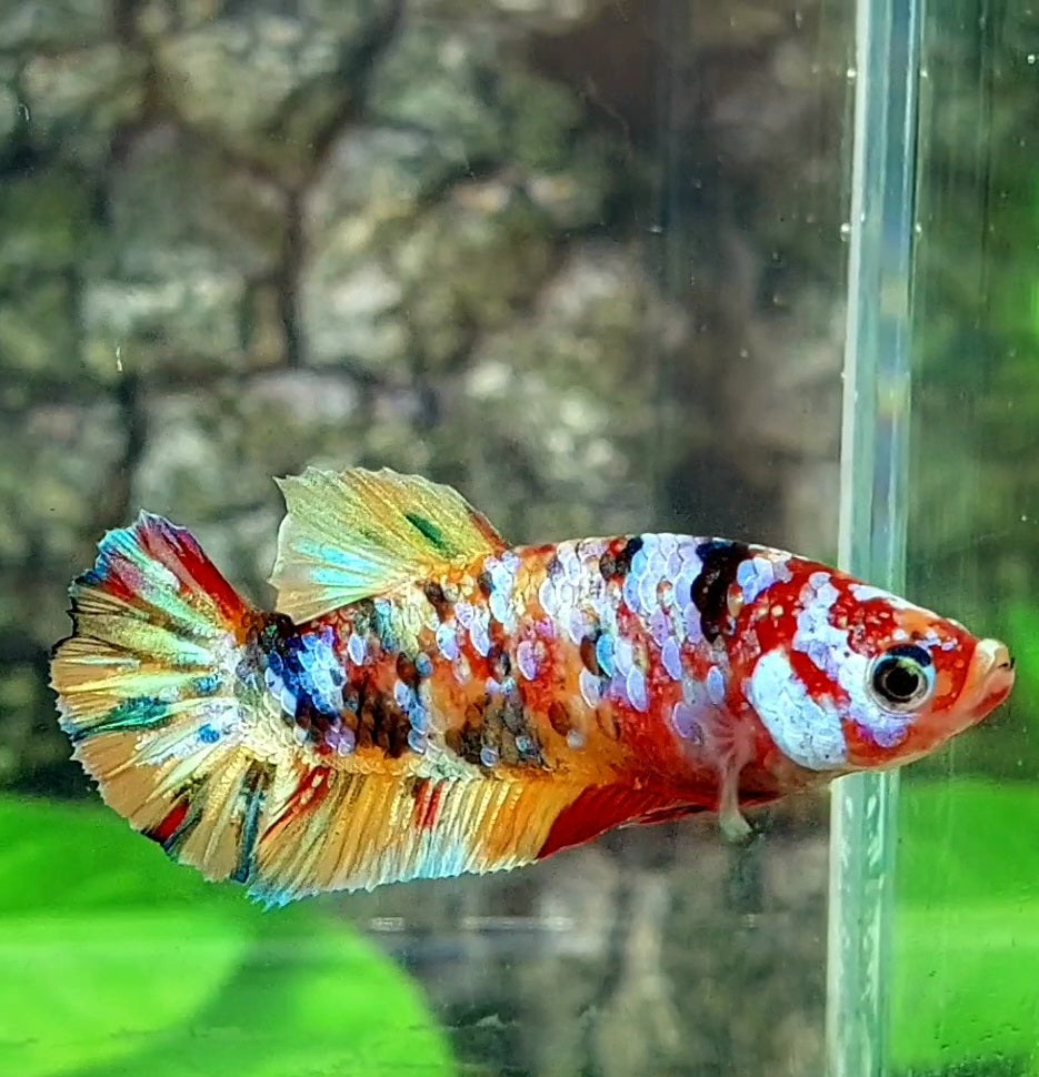 Multicolor Galaxy HMPK Female For Sorority / Breed