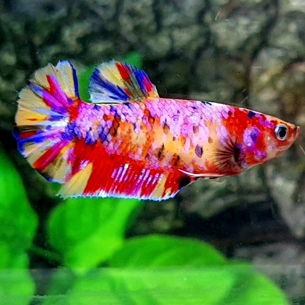 Multicolor Candy Pink Galaxy HMPK Female For Sorority / Breed