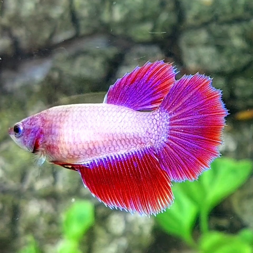 Pink Fancy Halfmoon Female For Sorority / Breed