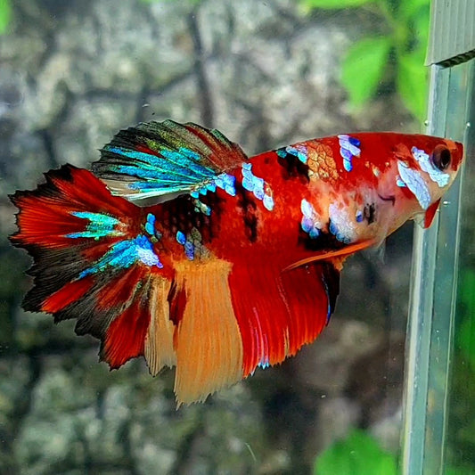 Multicolor Red Galaxy Halfmoon Female For Sorority / Breed