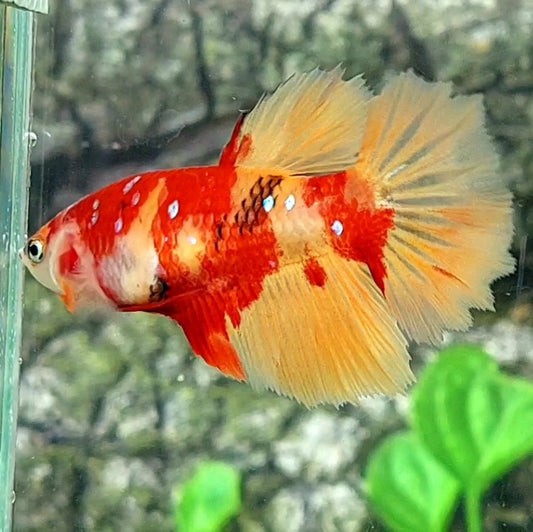 Nemo Koi Candy Galaxy Halfmoon Female For Sorority / Breed