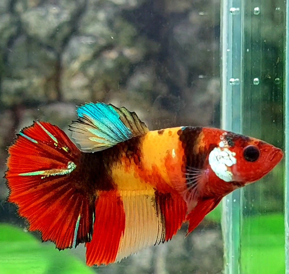 Yellowbase Multicolor Tiger Koi Halfmoon Female For Sorority / Breed