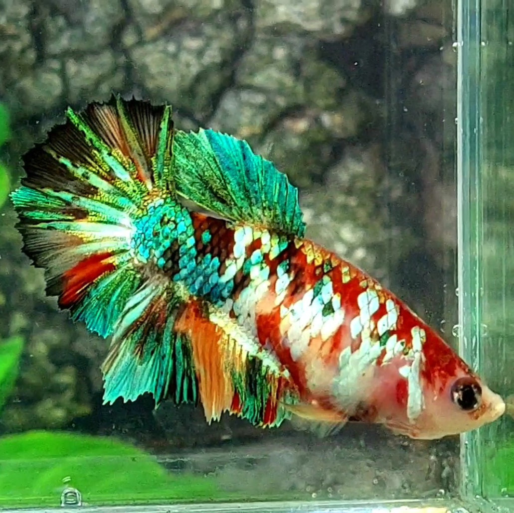 Multicolor Galaxy Halfmoon Female For Sorority / Breed