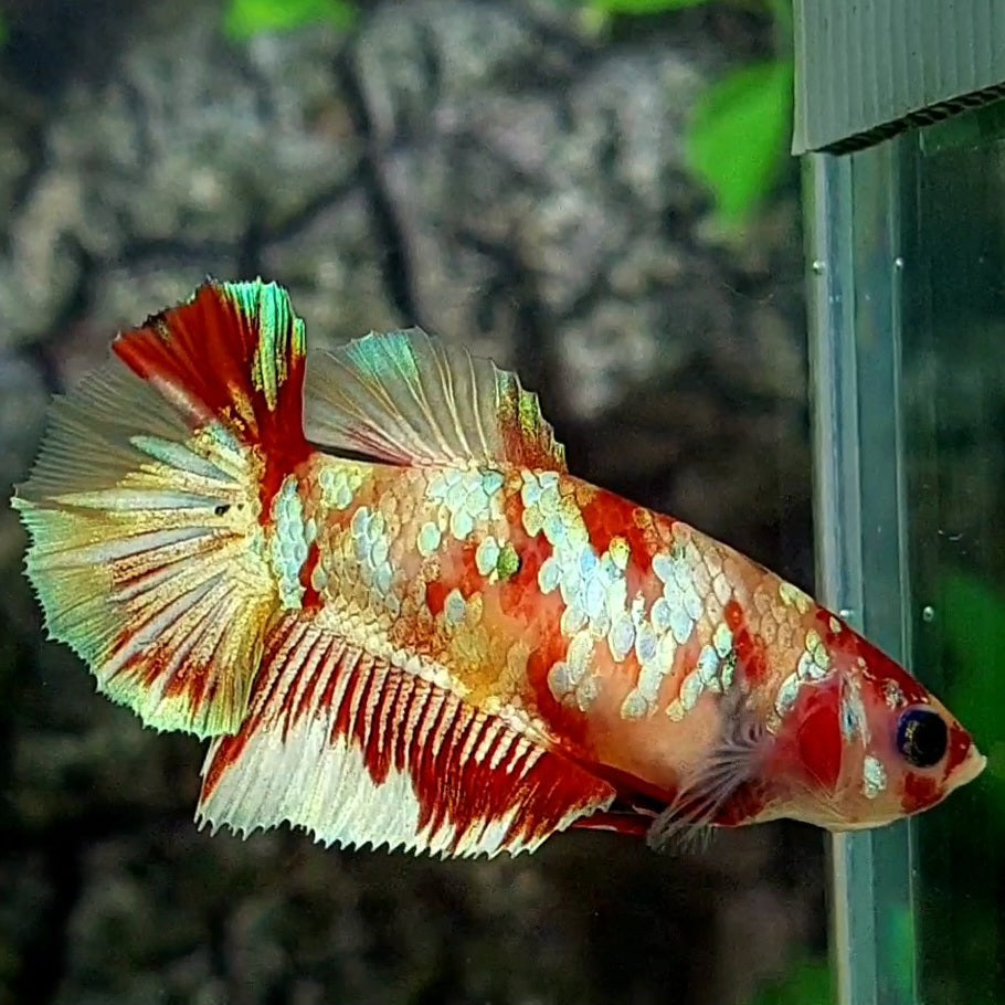 Multicolor Candy Gold Galaxy Halfmoon Female For Sorority / Breed