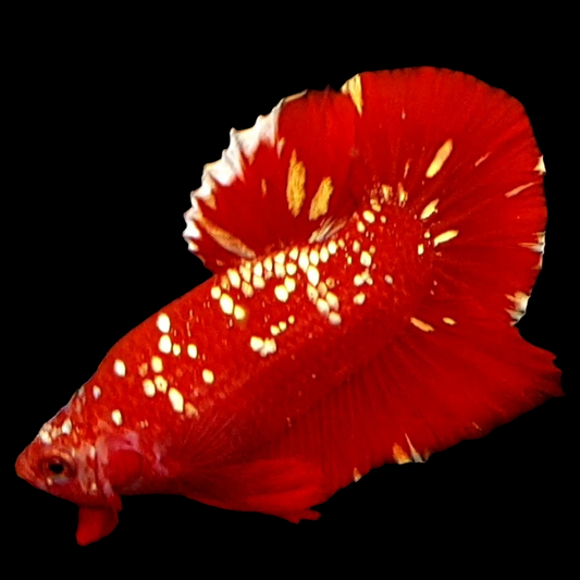 Premium Red Gold Galaxy HMPK Male ( No Blackspot )