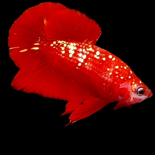 Premium Red Gold Galaxy HMPK Male ( No Blackspot )