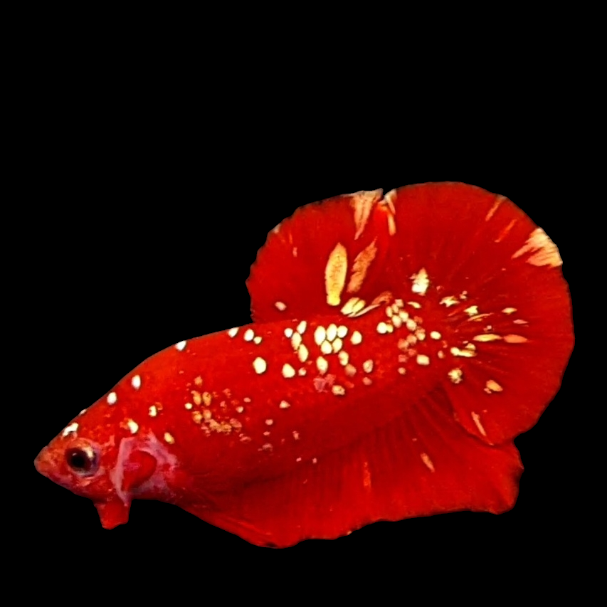 Premium Red Gold Galaxy HMPK Male ( No Blackspot )