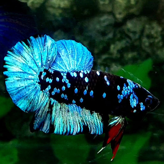 Steel Blue Black Star HMPK Male