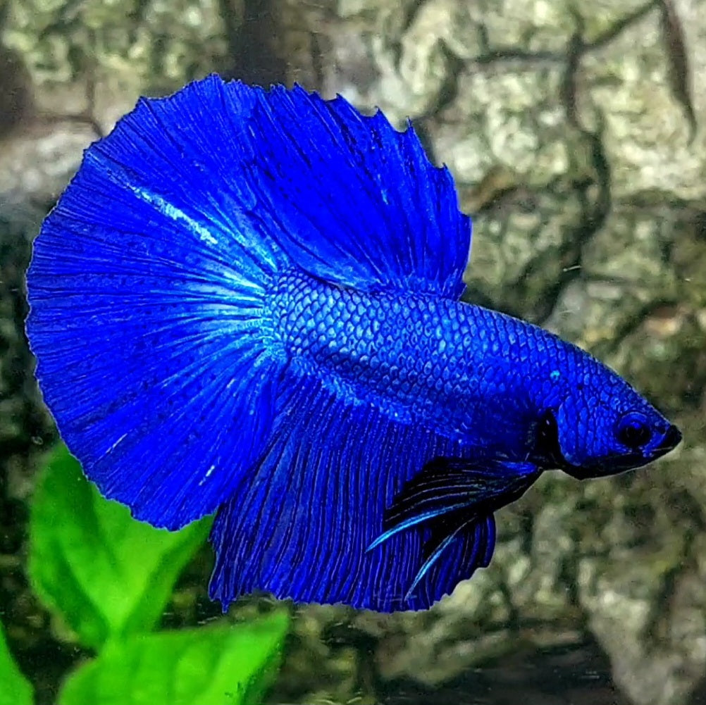 Solid Super Royal Blue Halfmoon Male