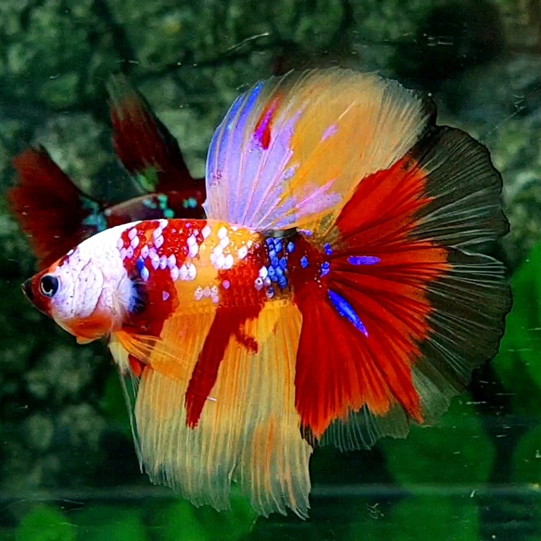 Multicolor Galaxy Halfmoon Male