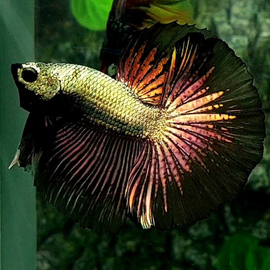 Copper Green Black Gold Halfmoon Male