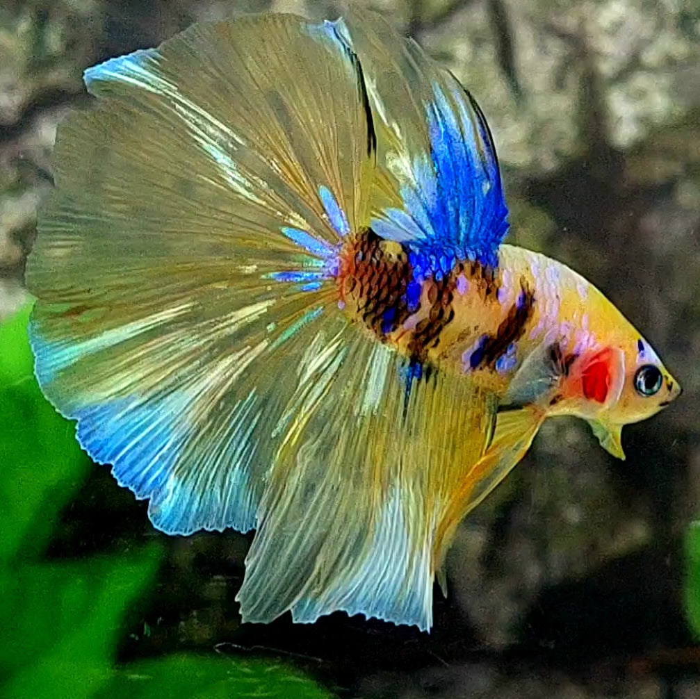 Yellow Gold Pink Galaxy Koi Halfmoon Male