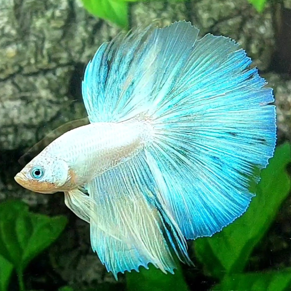 Skyblue Fancy Halfmoon Male