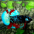 Avatar HMPK Male
