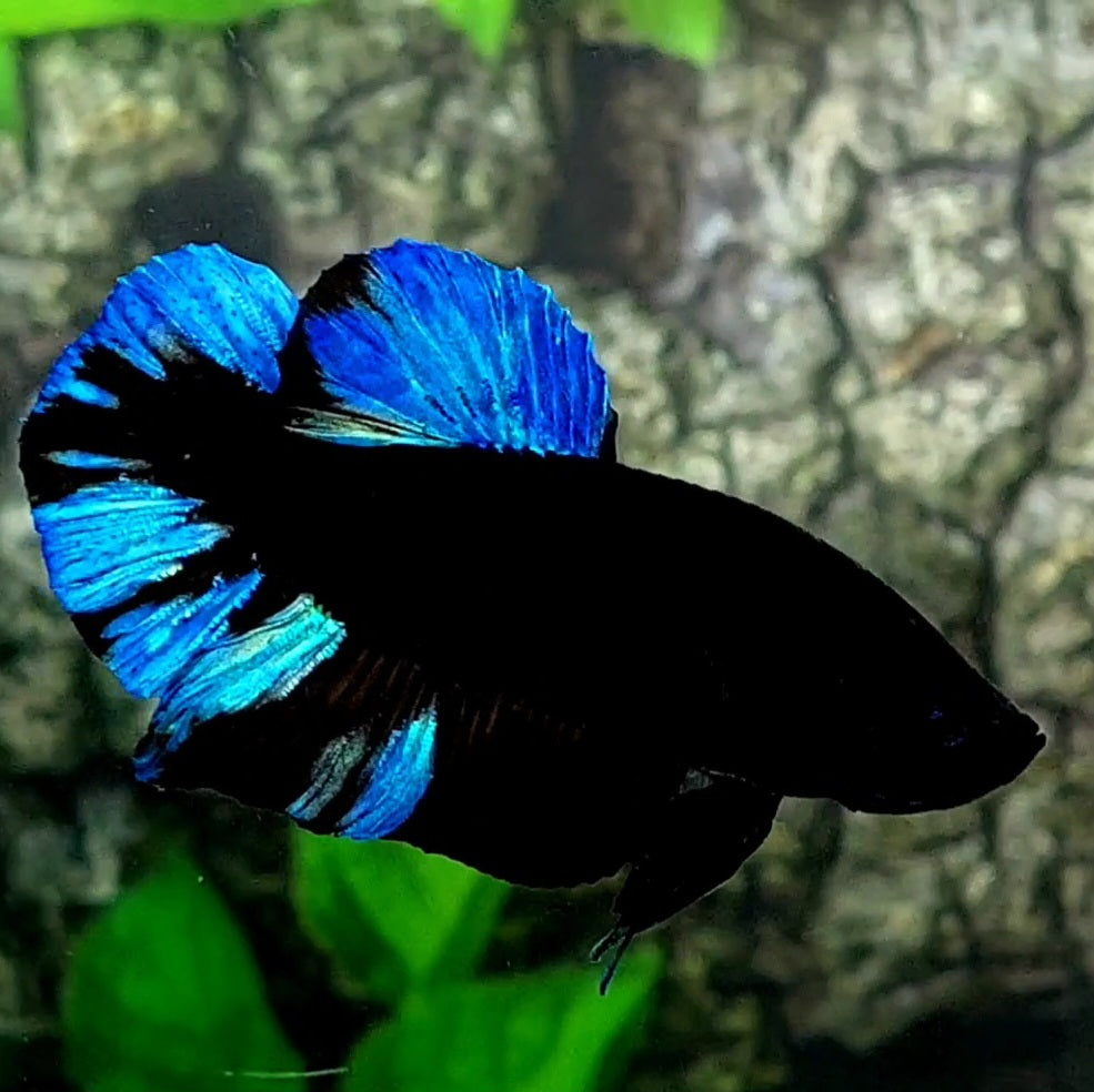 Turquoise Blue Black Light HMPK Male