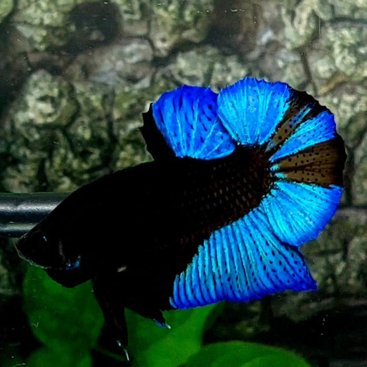 Turquoise Blue Black Light HMPK Male