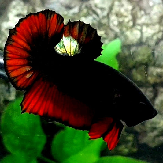 Black Devil Gold HMPK Male