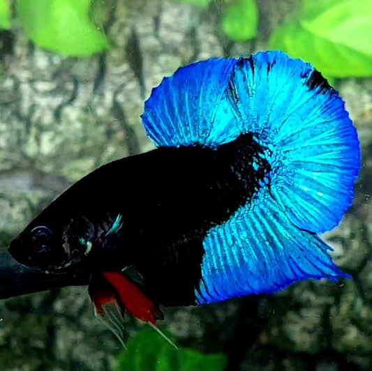 Turquoise Blue Black Light HMPK Male 50% off