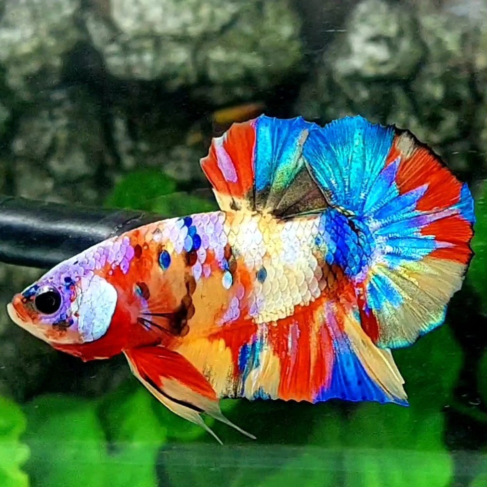 Multicolor Gold Galaxy HMPK Male