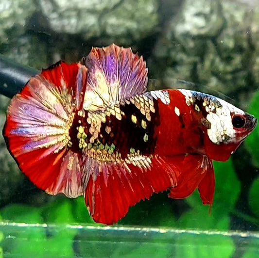 Red Koi Copper Gold Purple Galaxy HMPK Male