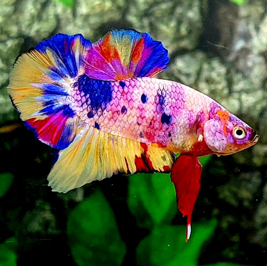 Multicolor Pink purple Candy HMPK Male