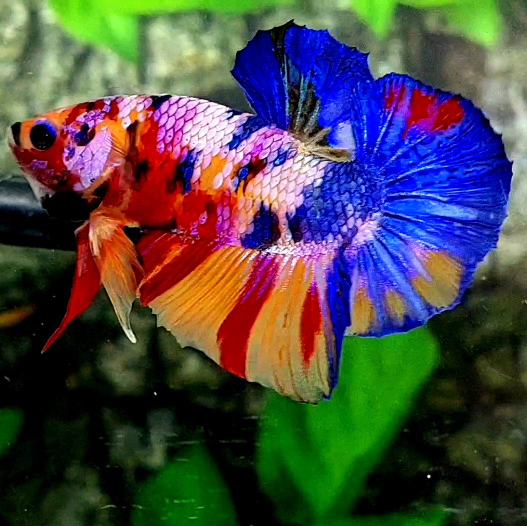 Multicolor Pink purple Candy HMPK Male