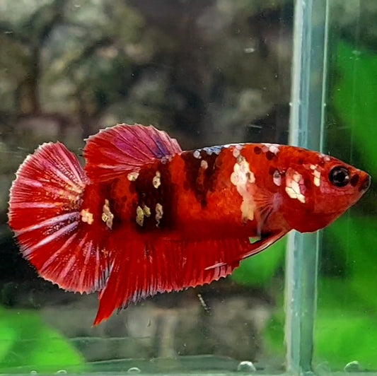 Red Tiger Copper Gold Galaxy HMPK Female For Sorority / Breed