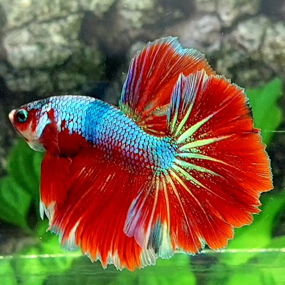 Red Fancy Over Halfmoon Male