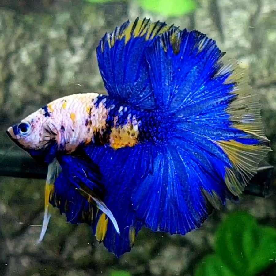 Yellow Blue Pink Galaxy Over Halfmoon Male