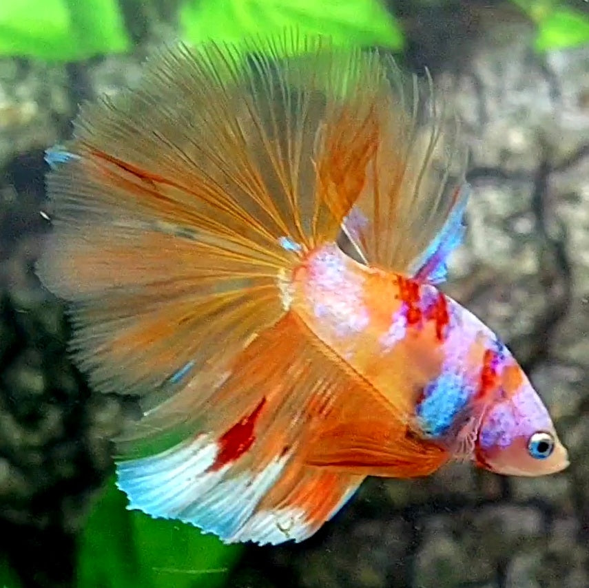 Multicolor Orange Candy Pink Galaxy Halfmoon Male