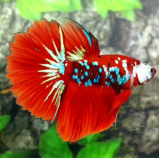 Red Koi Galaxy Halfmoon Male