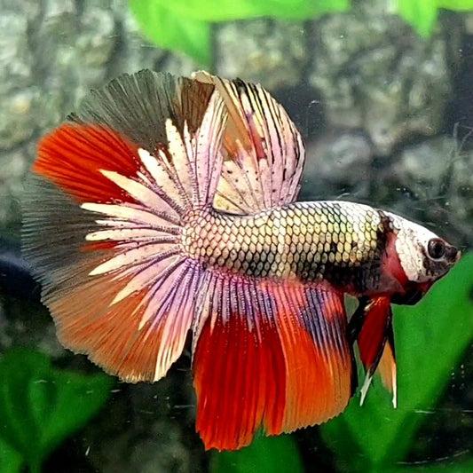 Multicolor Copper Candy Halfmoon Male