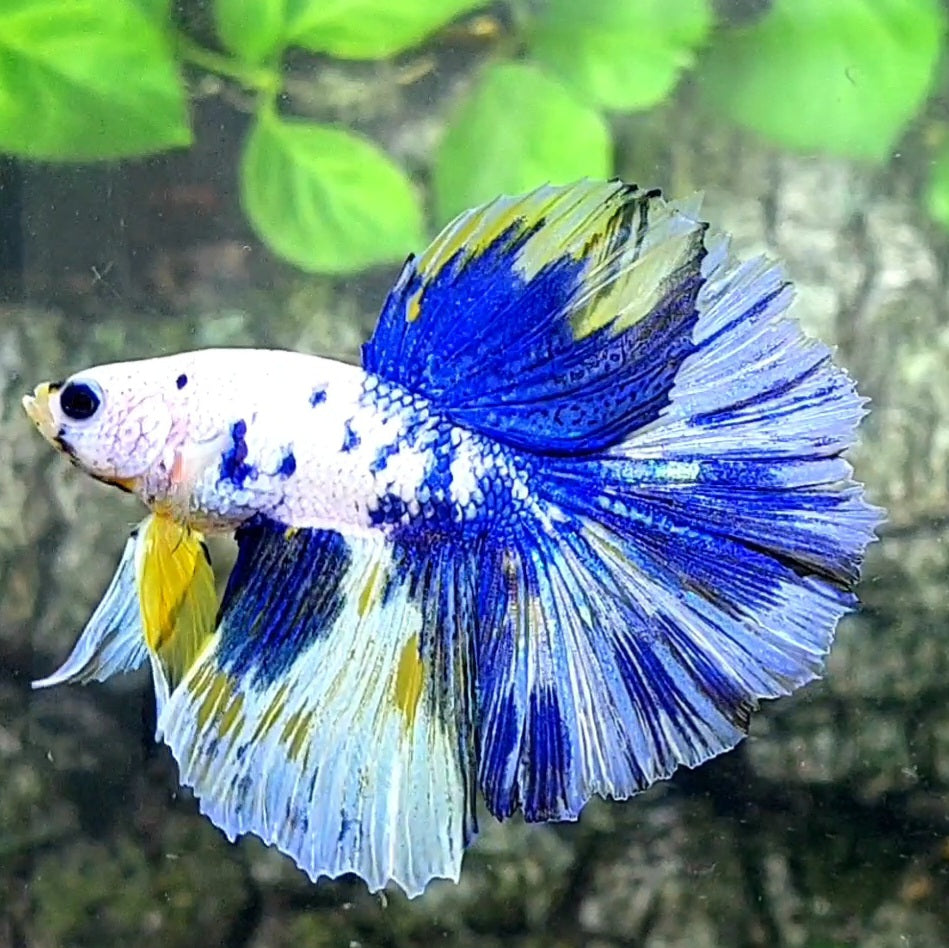 Marble Halfmoon Male