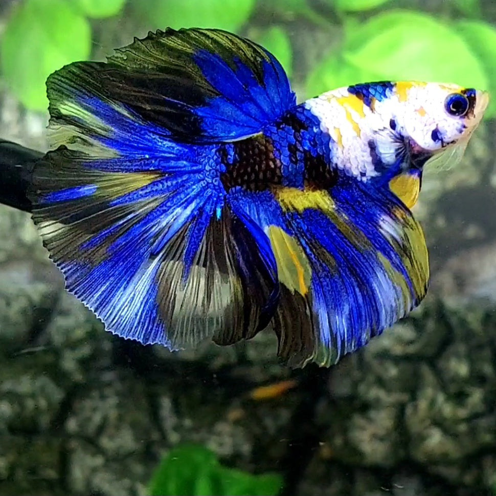 Yellow Tiger Blue Galaxy Halfmoon Male