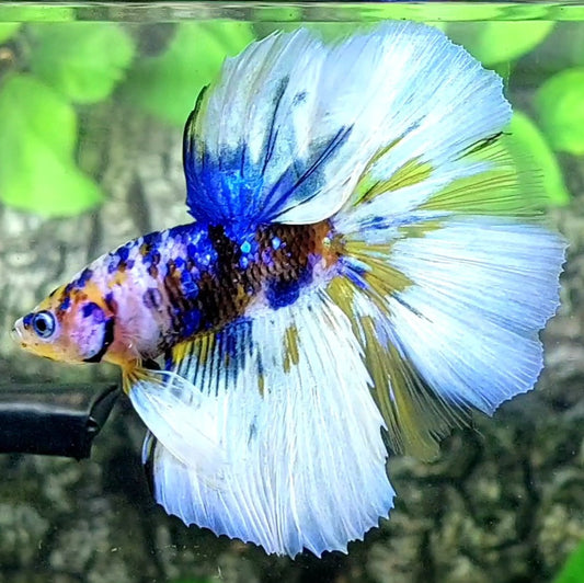 Skyblue Pink Blue Galaxy Halfmoon Male