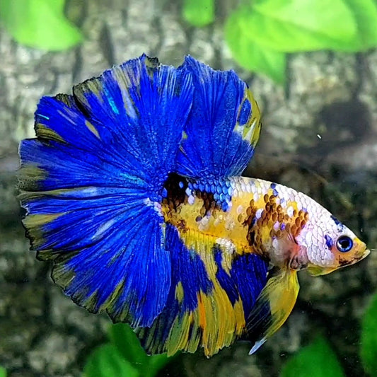 Yellow Blue Galaxy Over Halfmoon Male