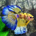 Yellow Blue Tiger Halfmoon Male